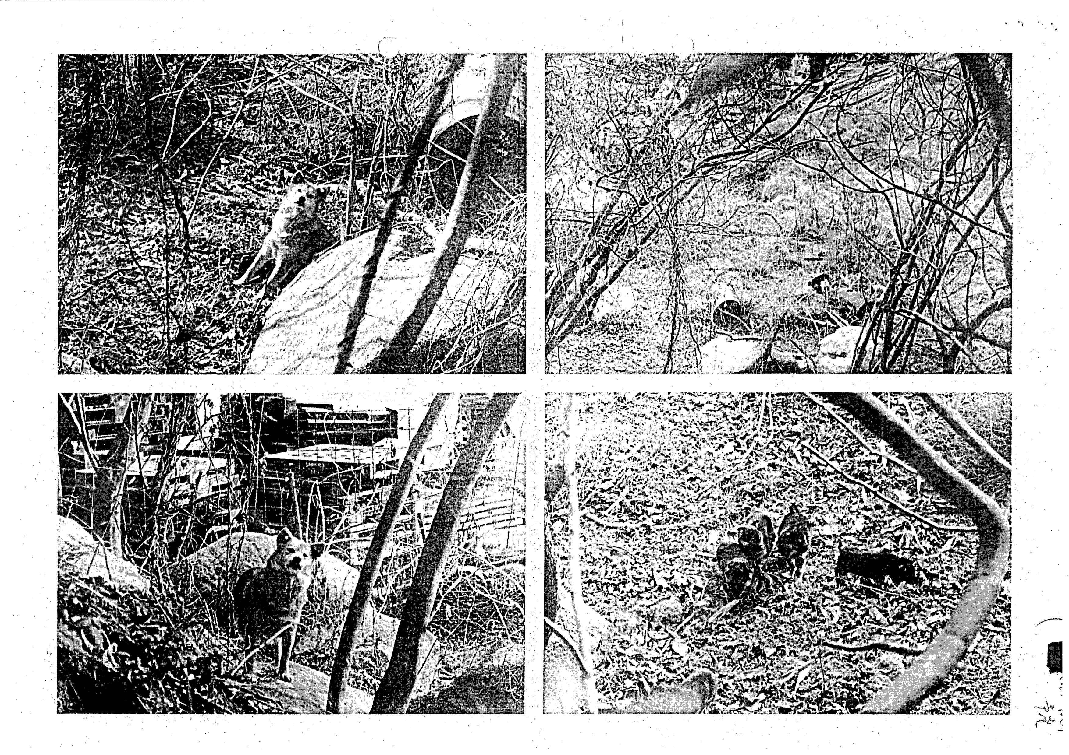 令和4年3月25日-中ノ川町と東鳴川町の徘徊犬に関する経過文書写真-01
